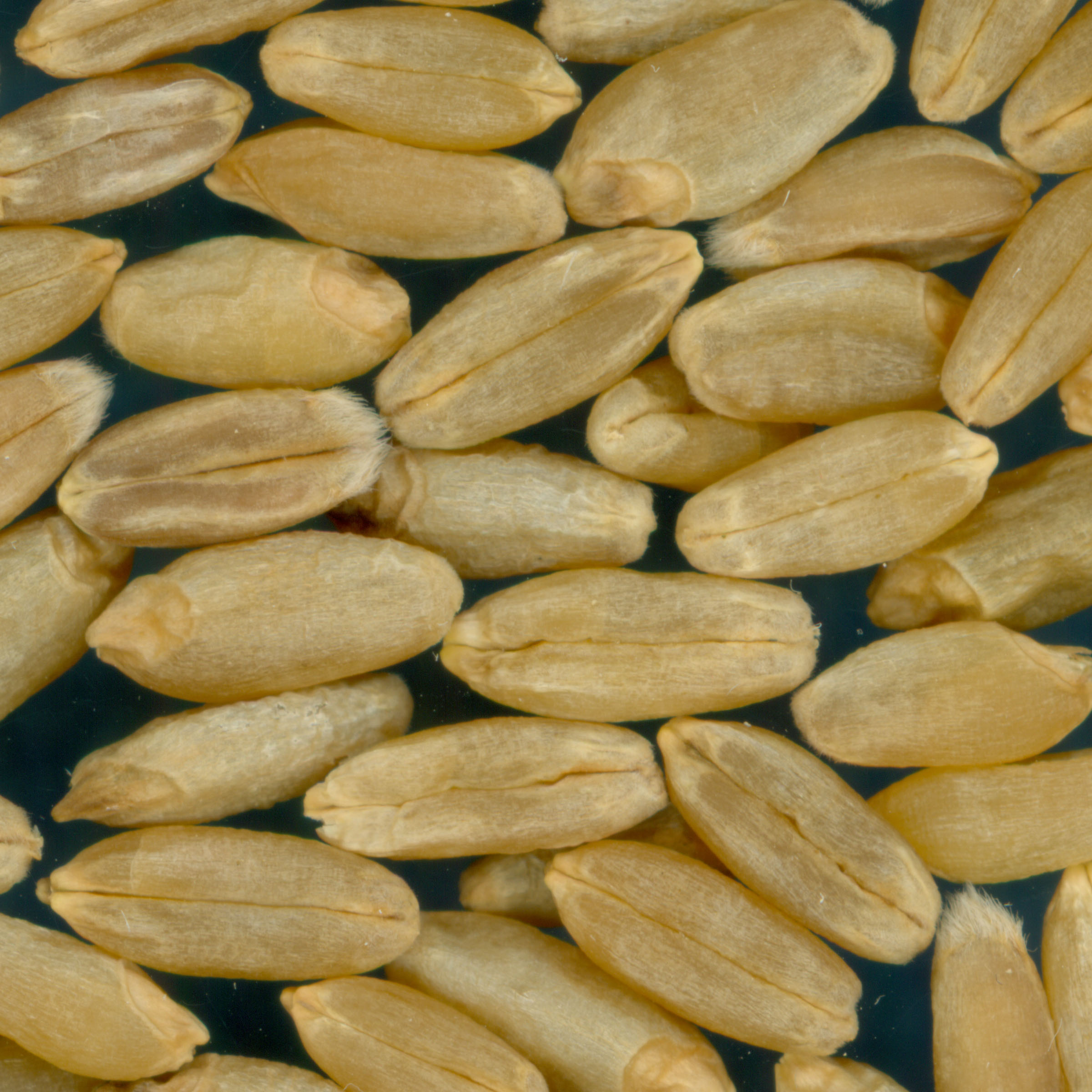 Click for 3 image(s) for this accession. KERNELS